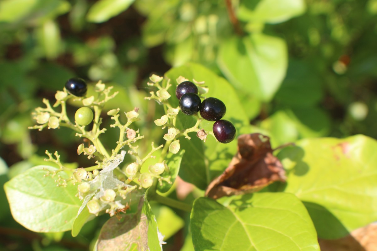 Premna serratifolia